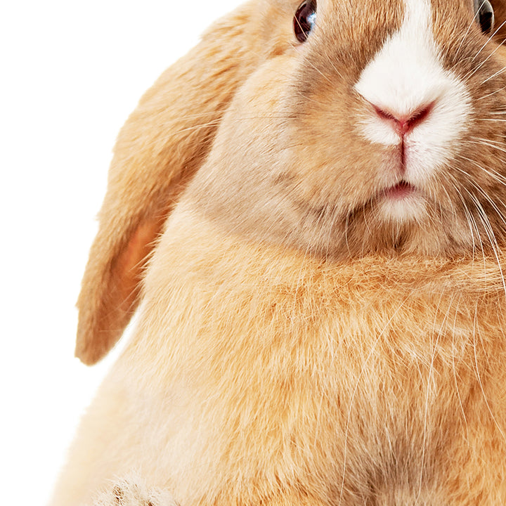 Pudgy Bunny - Animal Portraits