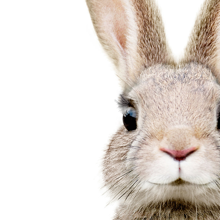 Baby Rabbit - Baby Animal Portrait