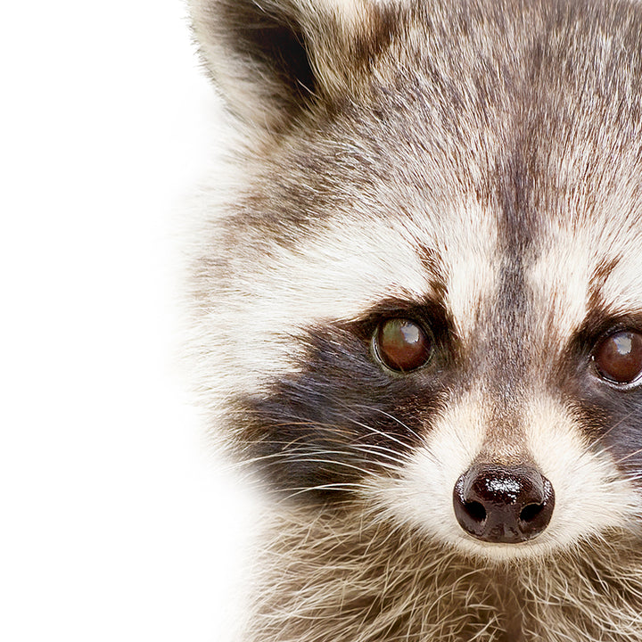 Baby Raccoon - Baby Animal Portrait