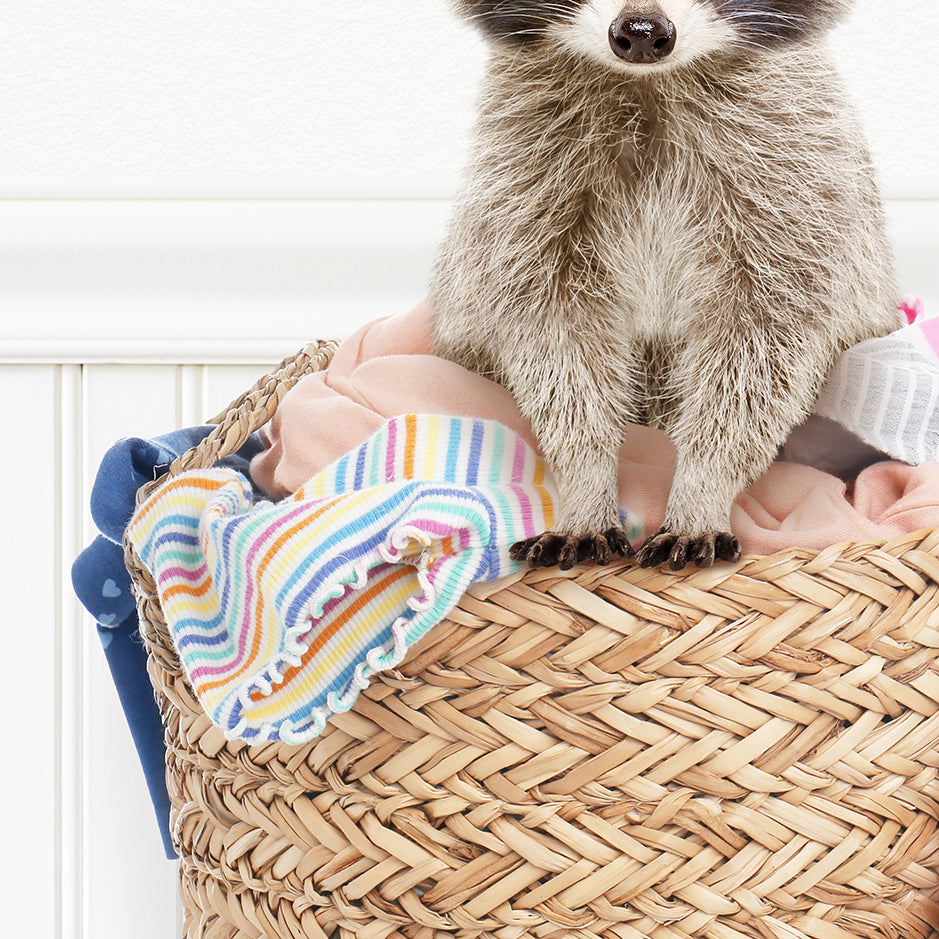 Baby Raccoon - Little Rascal Laundry Service