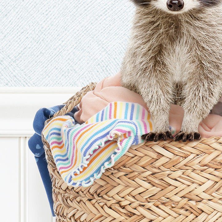 Baby Raccoon in Laundry Basket - Cottage Blue Wall