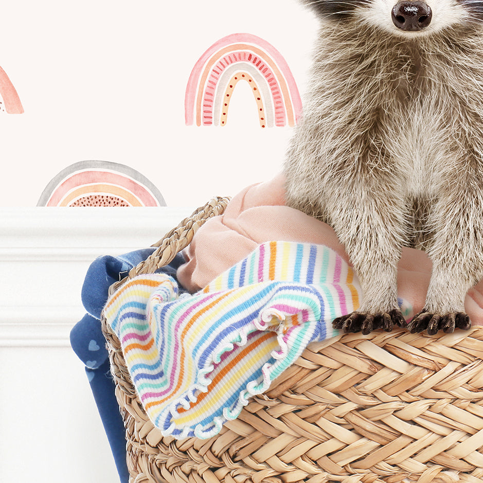 Baby Raccoon in Laundry Basket - Assorted Wallpapers