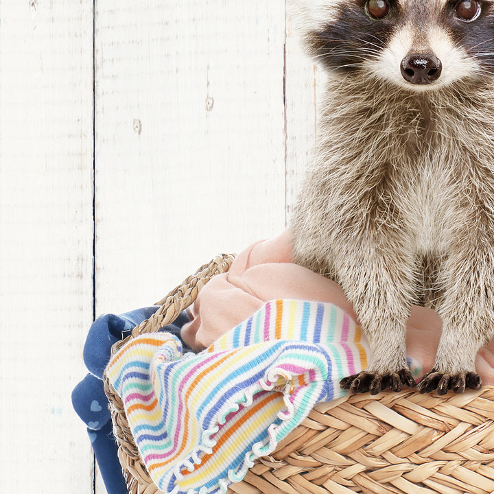 Baby Raccoon in Laundry Basket - Farmhouse Wall