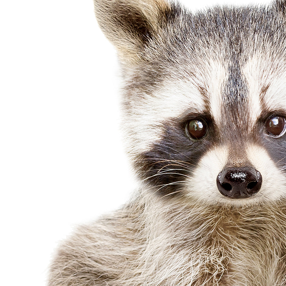 Baby Raccoon Sitting - Animal Portraits