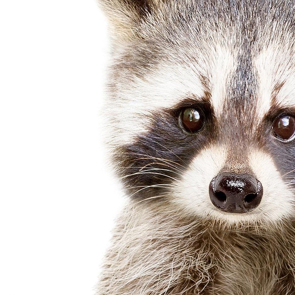 Baby Raccoon - Animal Portraits