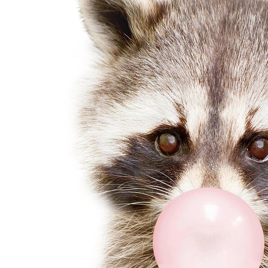 Baby Raccoon Blowing Pink Bubble Gum