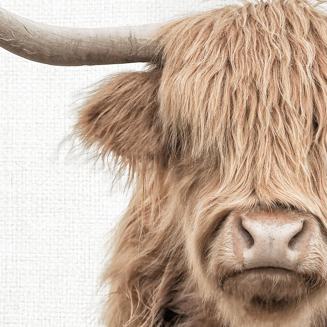 "Randall" Highland Cow in Landscape - Animal Portraits