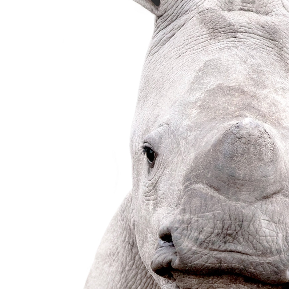 Baby Rhino - Baby Animal Portrait