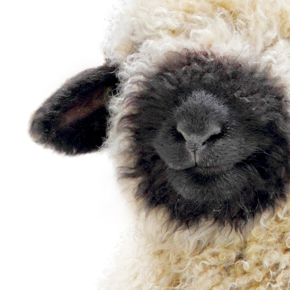 Baby Black Nosed Sheep - Baby Animal Portrait