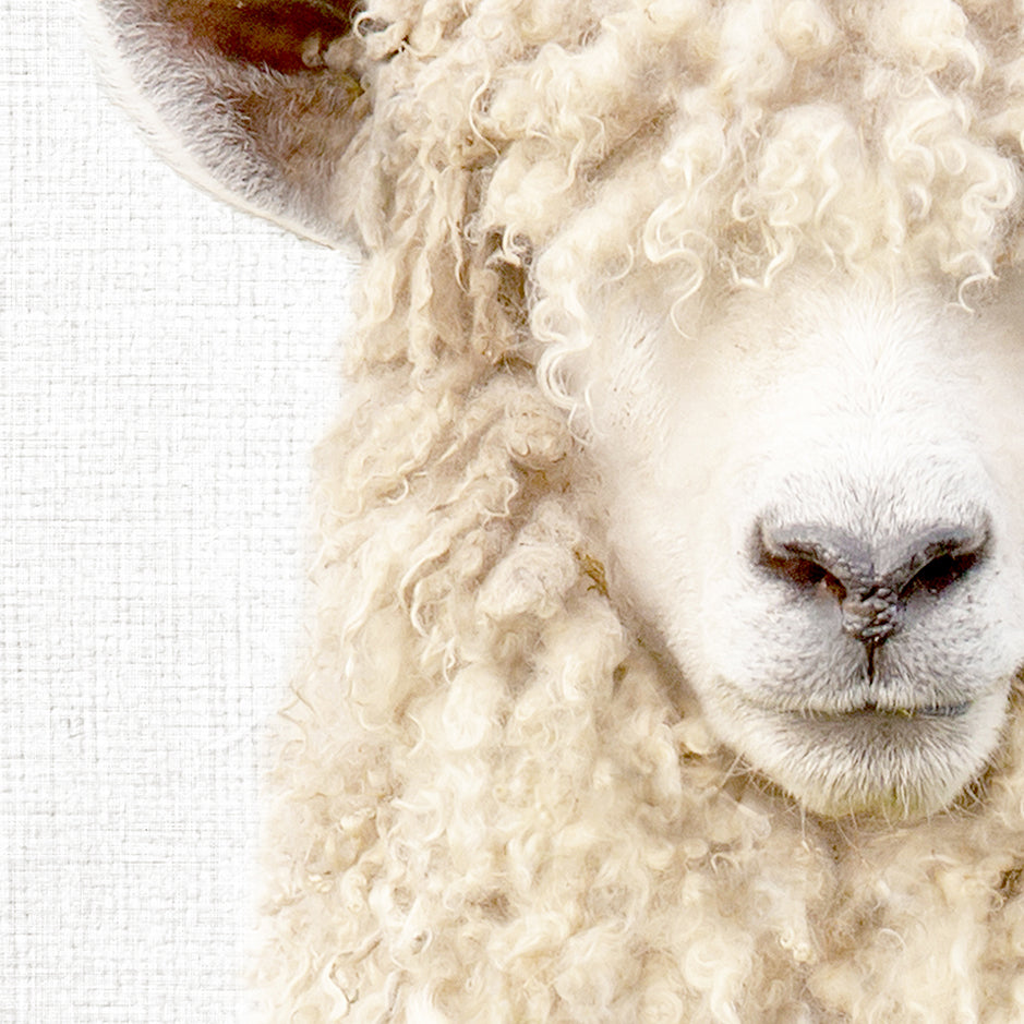 Woolly Sheep - Animal Portraits