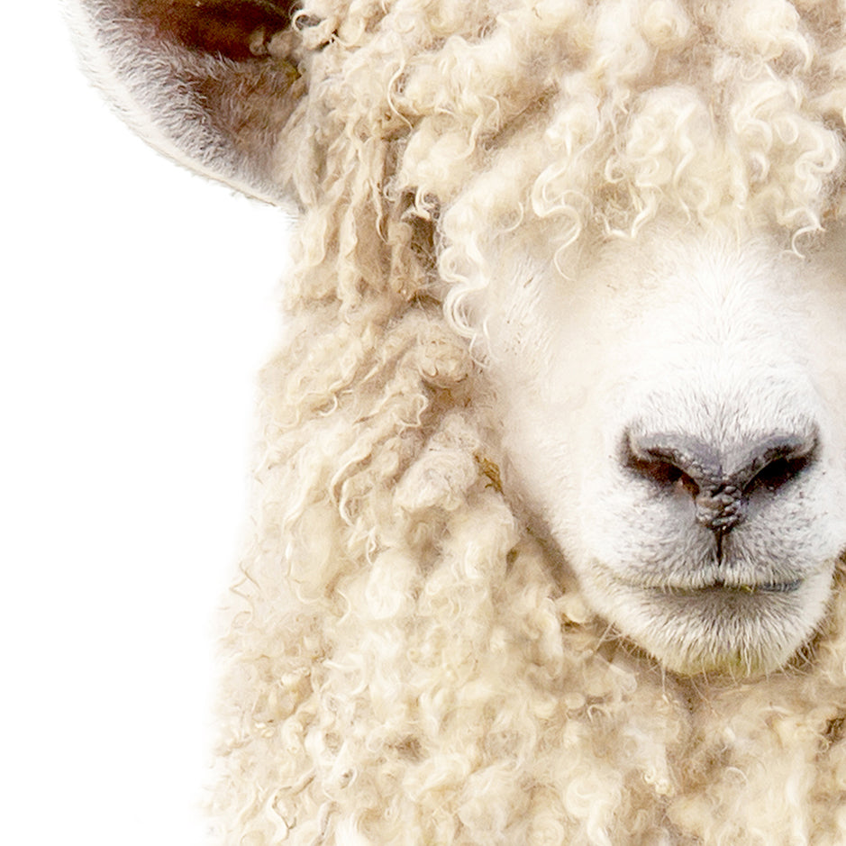 Woolly Sheep - Animal Portraits