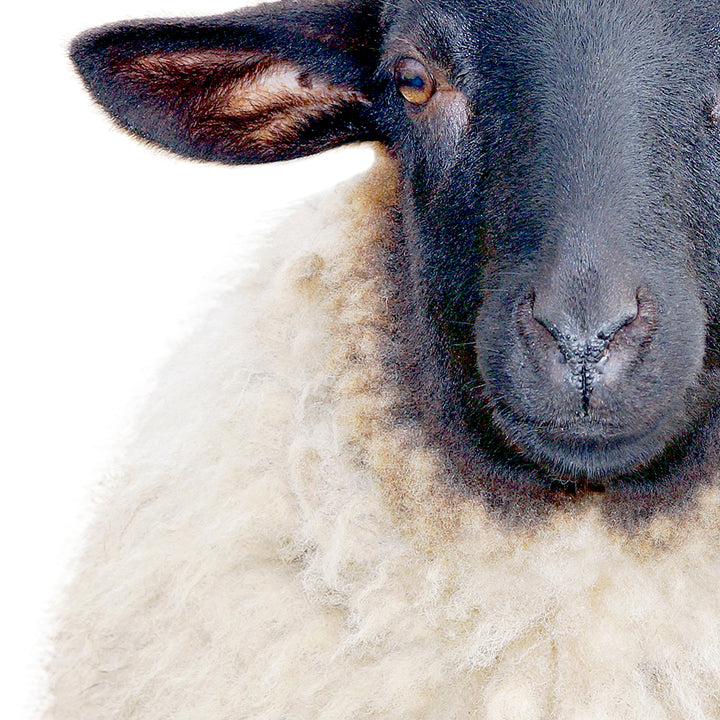 Dorper Sheep - Animal Portraits