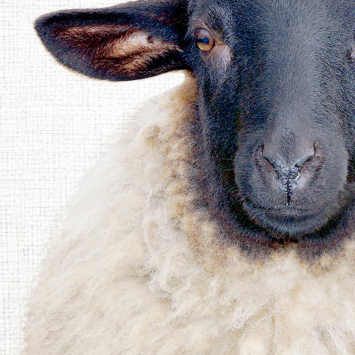 Dorper Sheep - Animal Portraits