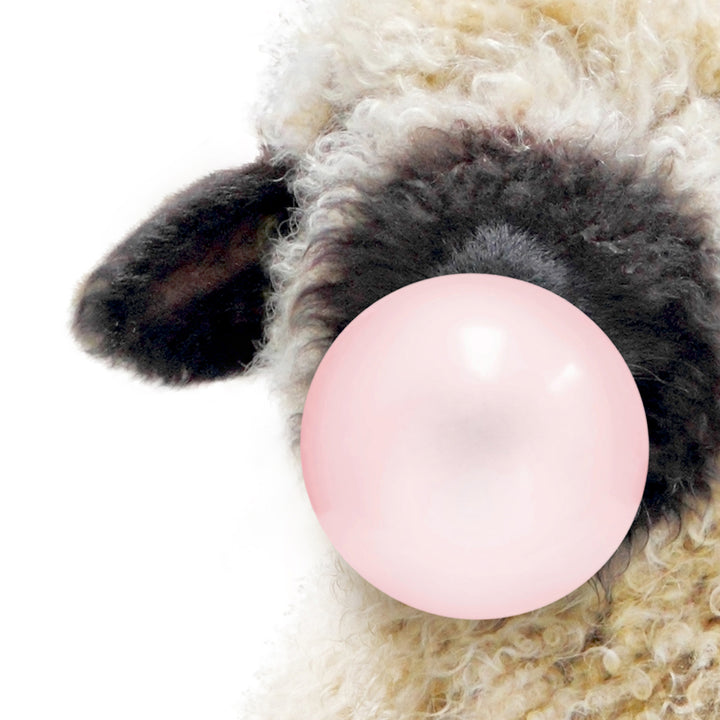 Baby Black Nosed Sheep Blowing Pink Bubble Gum