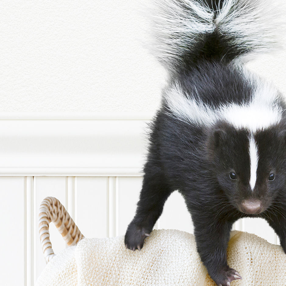 Baby Skunk - Stinky Pants Wash, Rinse, Repeat