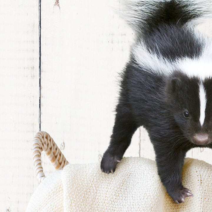 Skunk in Laundry Basket - Farmhouse Wall