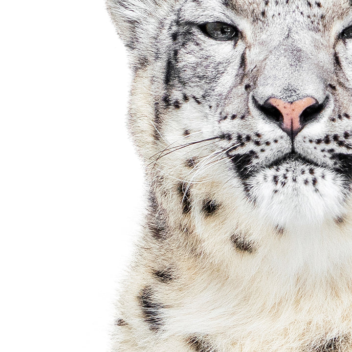 Snow Leopard - Animal Portraits