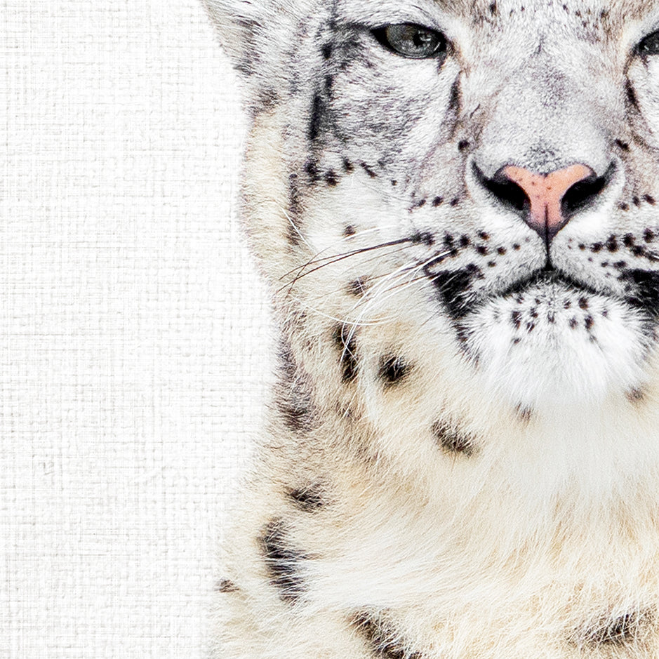 Snow Leopard - Animal Portraits