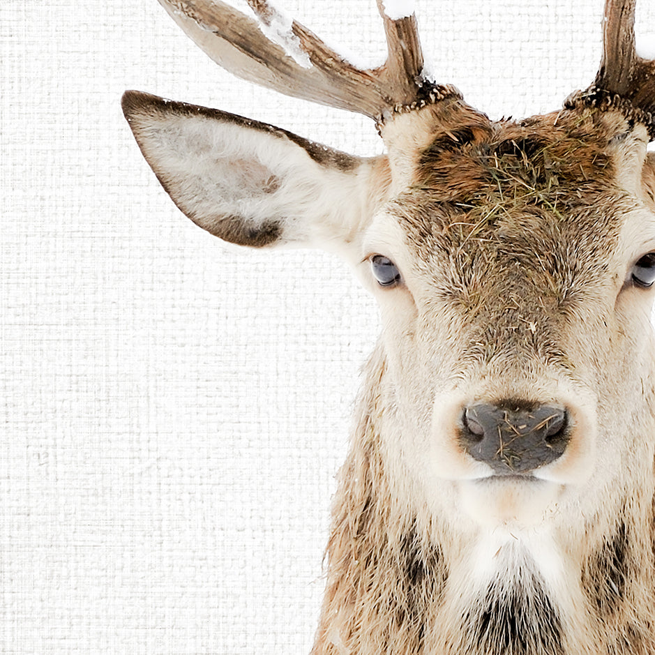 Male Deer - Animal Portraits