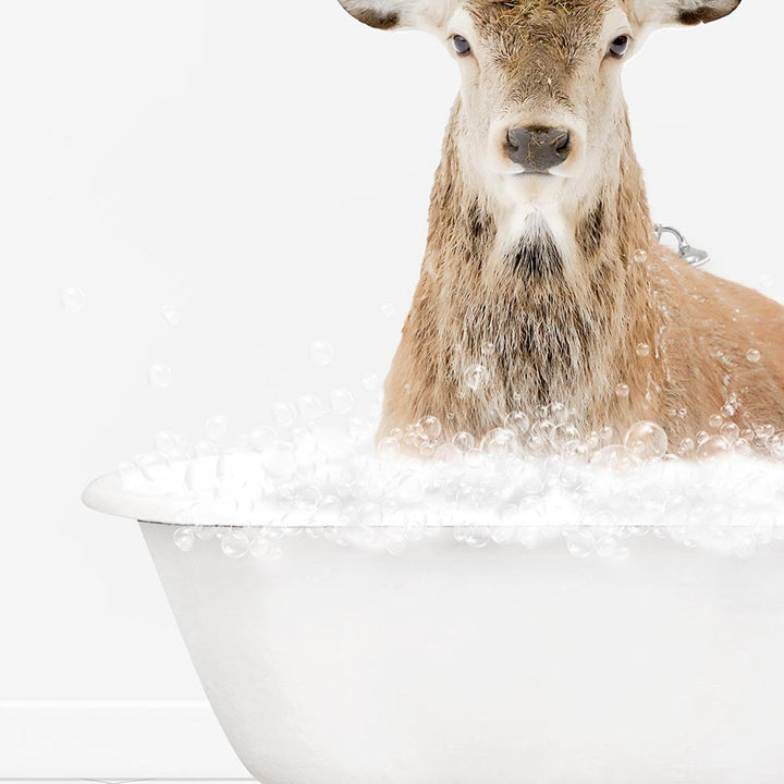 Male Stag Deer in Neutral Bath