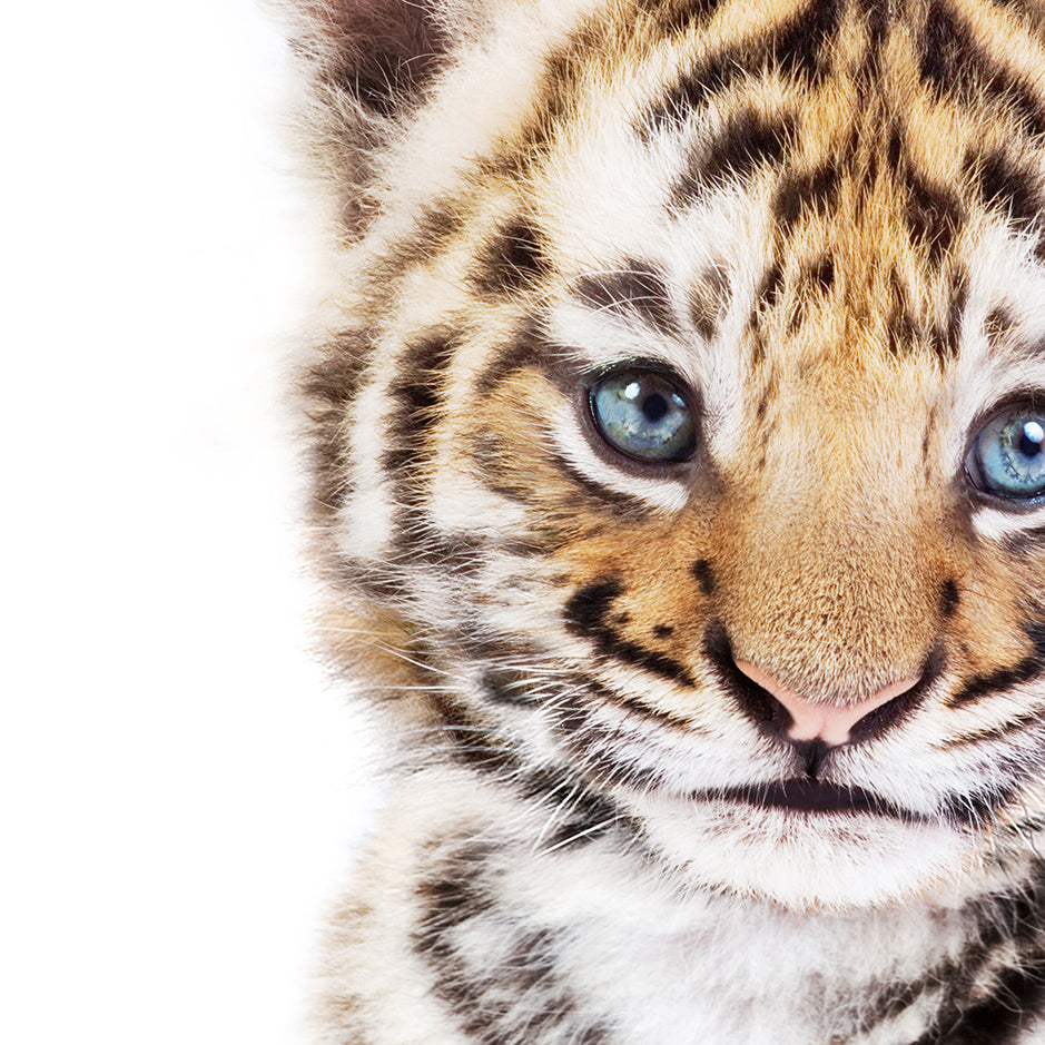 Baby Tiger Cub - Baby Animal Portrait