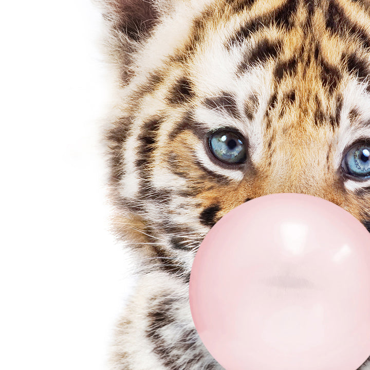 Baby Tiger Cub Blowing Pink Bubble Gum