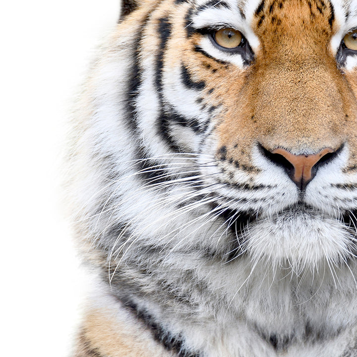 Bengal Tiger - Animal Portraits