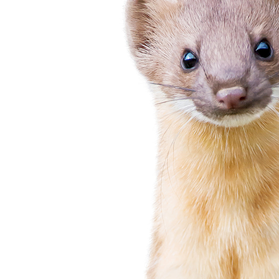 Baby Weasel - Baby Animal Portrait