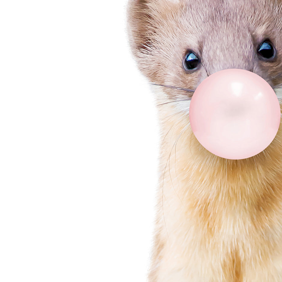 Baby Weasel Blowing Pink Bubble Gum