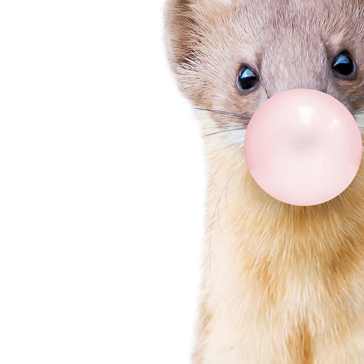 Baby Weasel Blowing Pink Bubble Gum