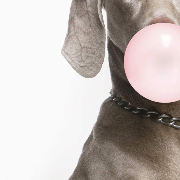 Weimaraner Blowing Bubbles