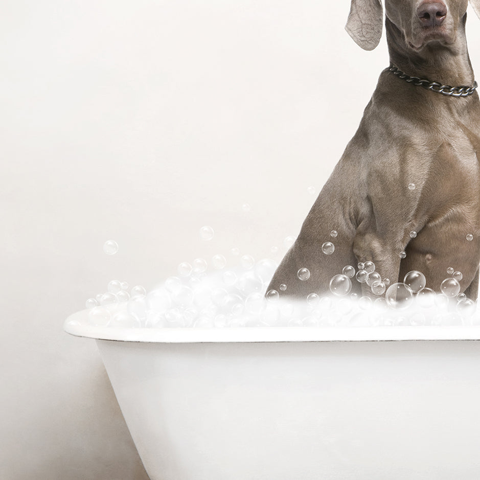 Weimaraner in Rustic Bath Style