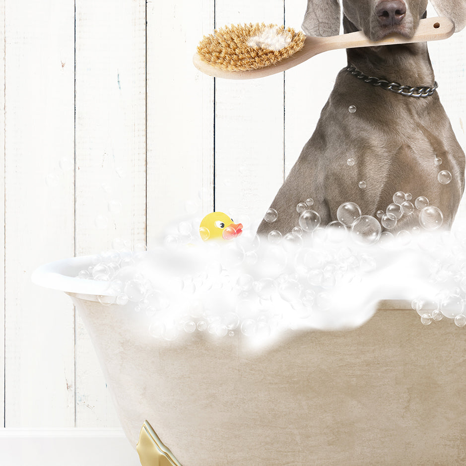 Weimaraner in Farmhouse Hot Bath