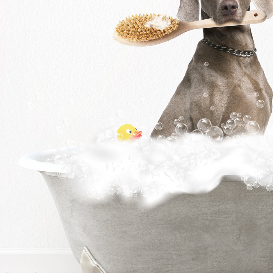 Weimaraner Scrub A-Dub-Dub in Simple Gray Bath