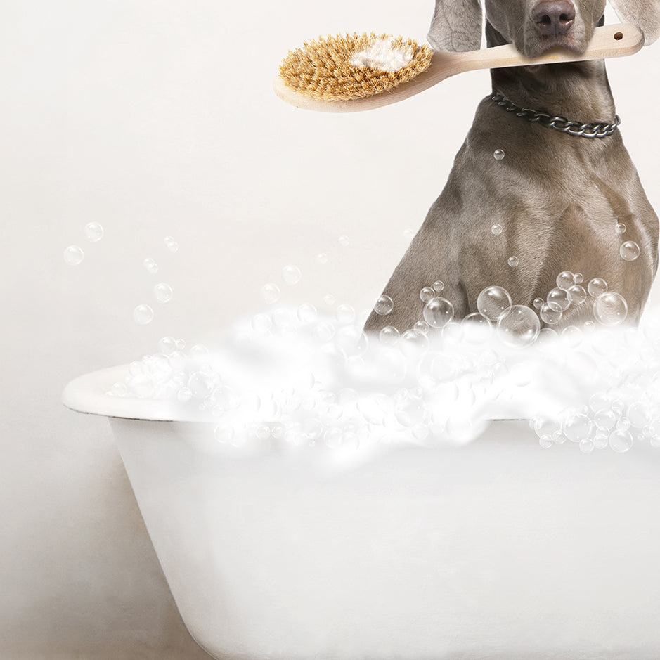 Weimaraner in Rustic Bath Style Lots of Foamy Bubbles