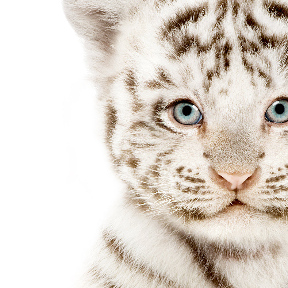 Baby White Tiger Cub - Baby Animal Portrait