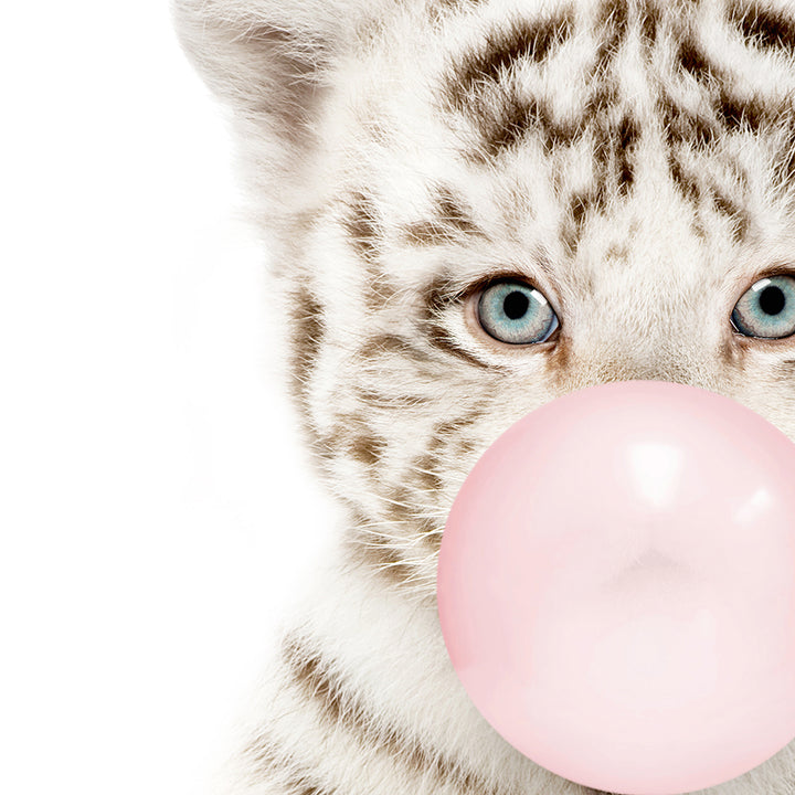 Baby White Tiger Cub Blowing Pink Bubble Gum