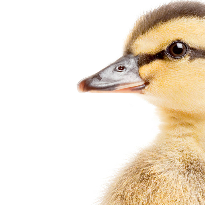 Baby Woodland Duck - Baby Animal Portrait