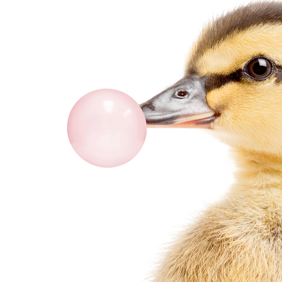 Baby Woodland Duck Blowing Pink Bubble Gum