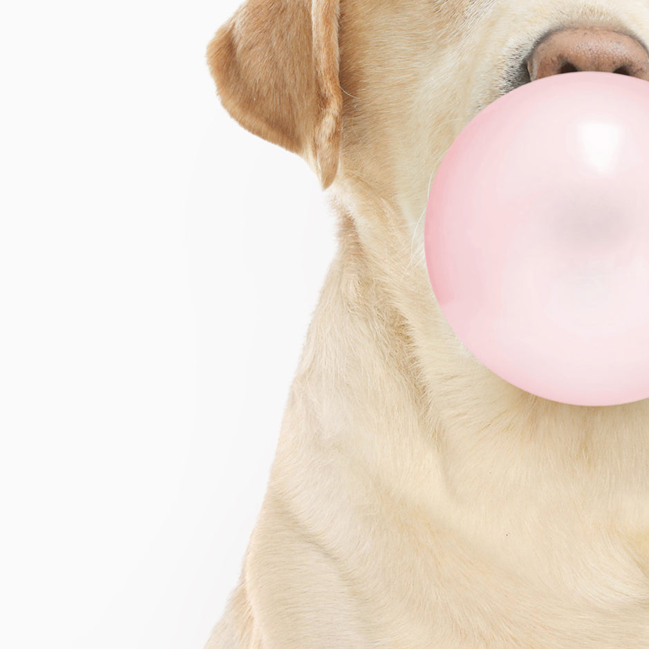 Yellow Labrador Blowing Bubbles