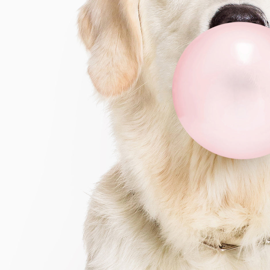 Yellow Retriever Blowing Bubbles