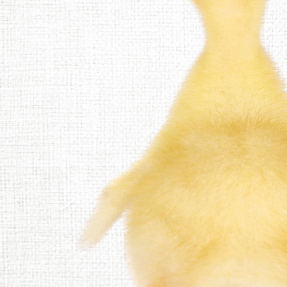 Yellow Ducky Facing Backwards - Animal Portraits