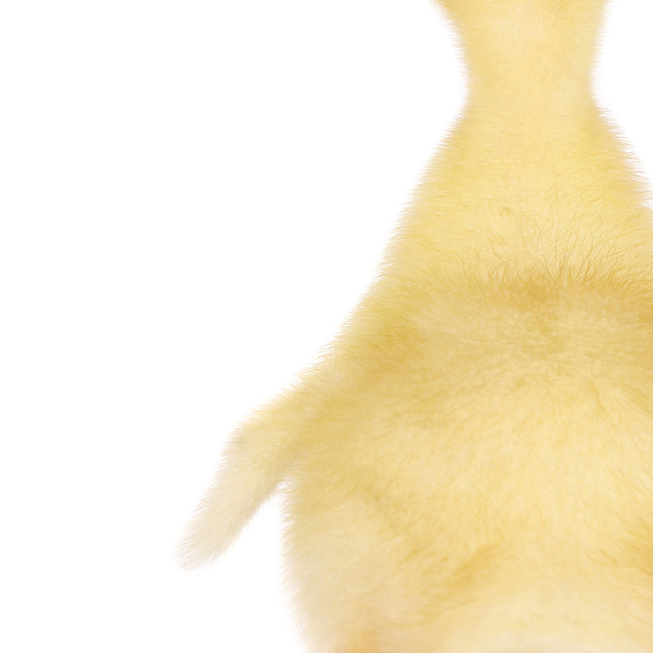 Yellow Ducky Facing Backwards - Animal Portraits