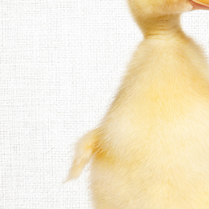 Yellow Ducky Side Glance - Animal Portraits