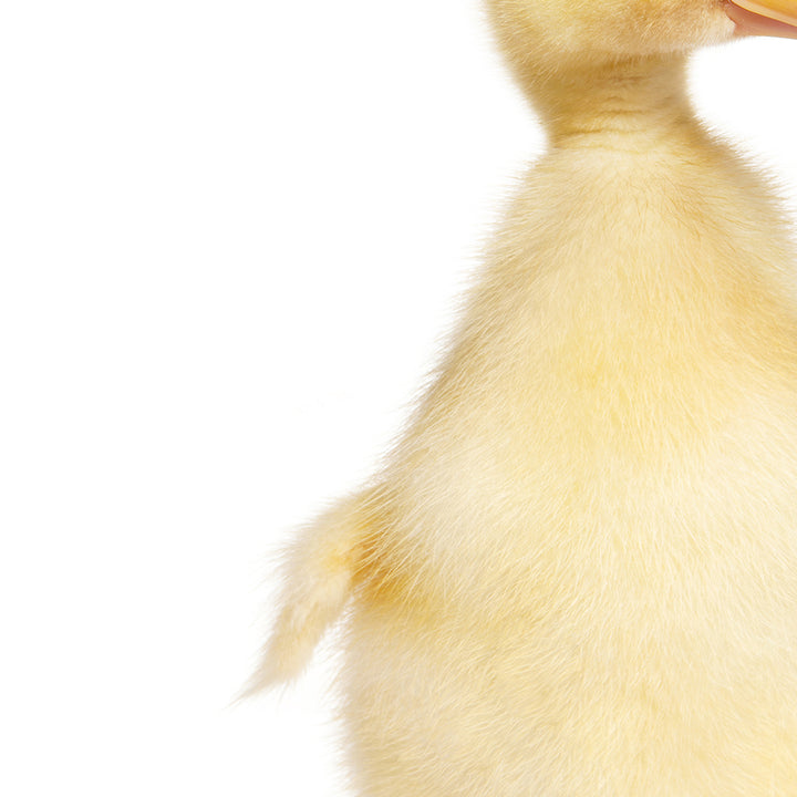 Yellow Ducky Side Glance - Animal Portraits