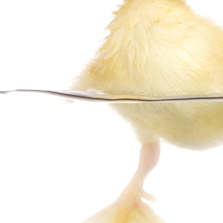 Yellow Ducky Swimming - Animal Portraits