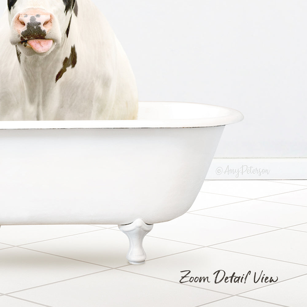 Holstein Cow in Neutral Bath