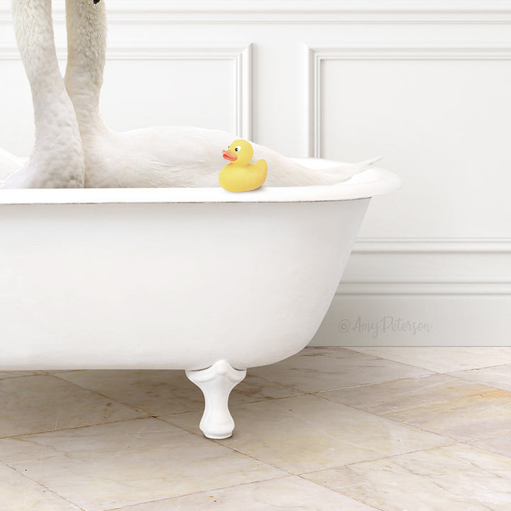 Swans in Modern Bath