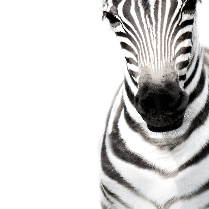 Baby Zebra Standing - Animal Portraits