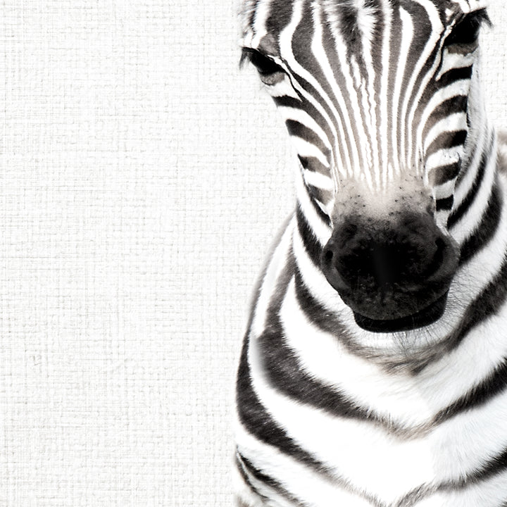 Baby Zebra Standing - Animal Portraits